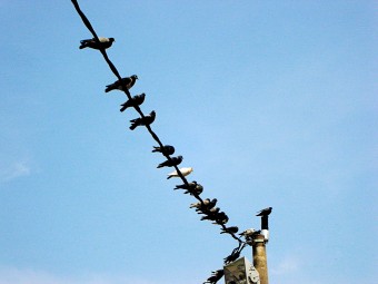 Pombos na fiação do radar