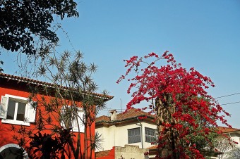 Primavera na Rua Traipu (1)